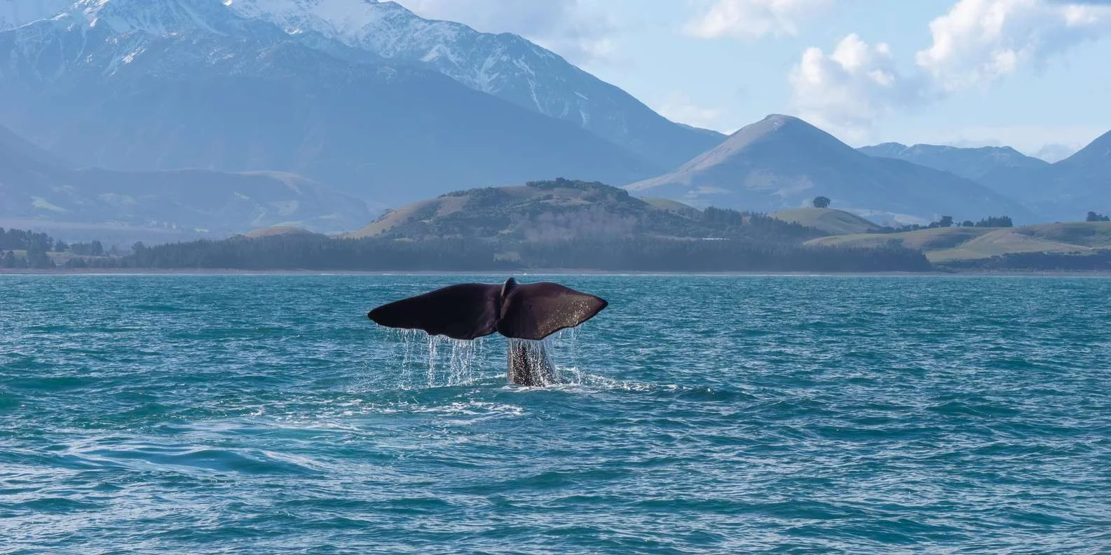 Wandering albatross during Kaikoura whale watching cruise New Zealand