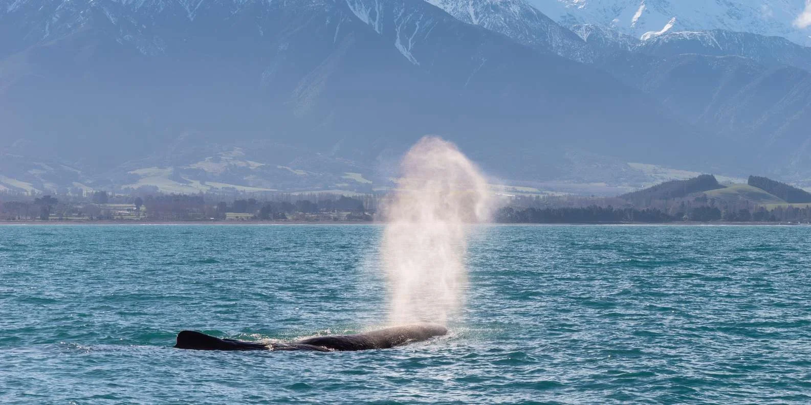 Kaikoura dolphins wildlife cruise New Zealand dusky dolphins