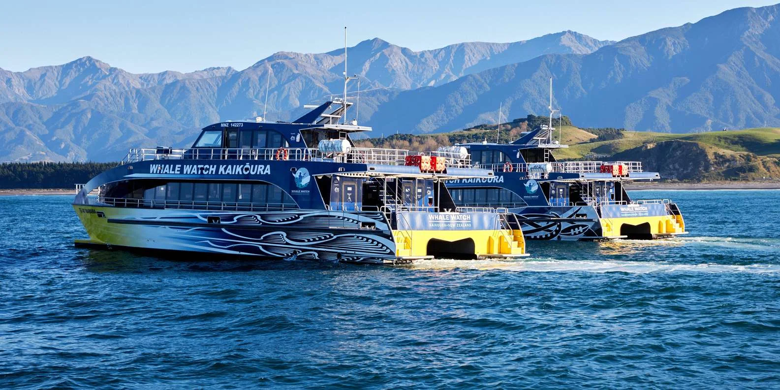 New Zealand fur seals spotted on Kaikoura whale watching boat trip