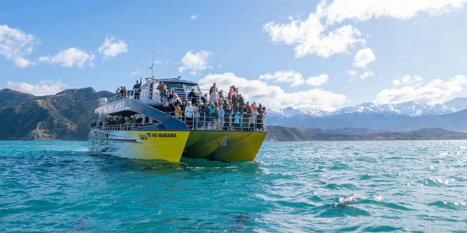 Giant sperm whale diving on Kaikoura whale watching cruise South Island NZ