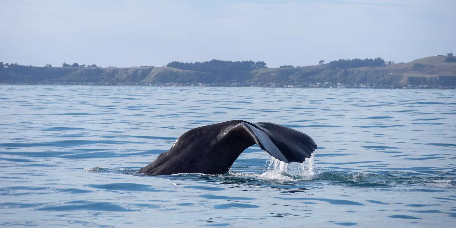 Kaikoura scenic mountainous coastline on whale watching cruise